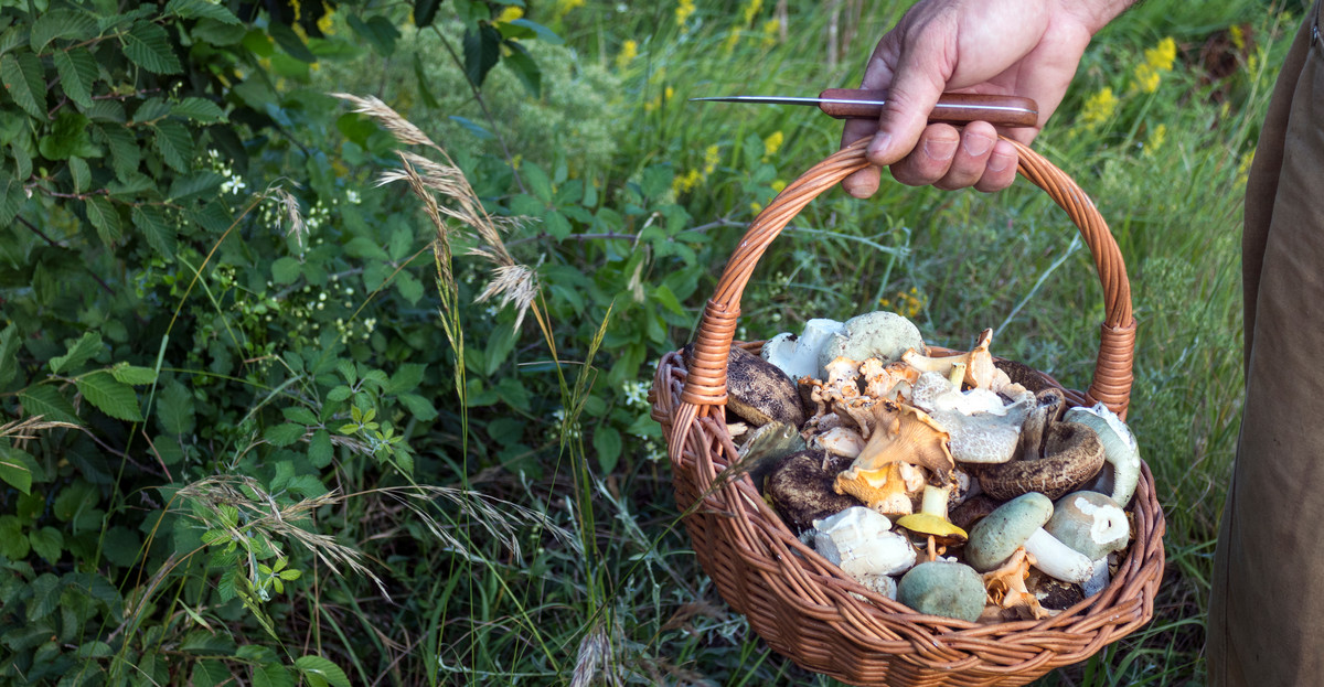 7 najzdrowszych grzybów rosnących w Polsce. Nie tylko borowiki zapobiegają chorobom