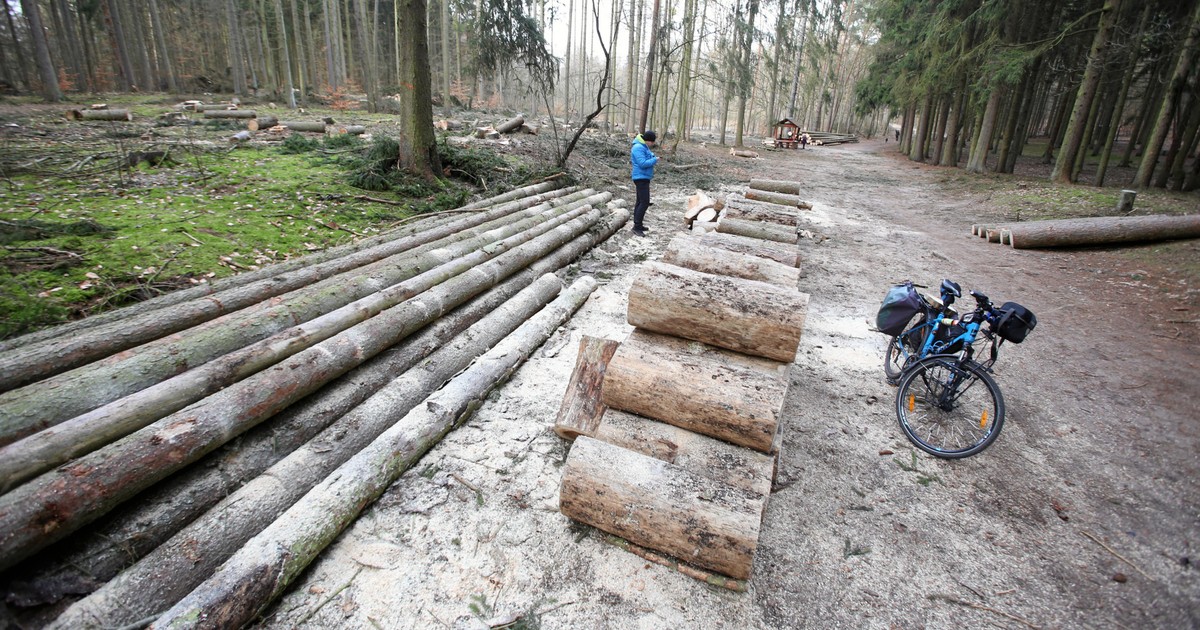 Zatrzymano byłych dyrektorów Lasów Państwowych. „Leśnicy wstydzili się nosić mundur”