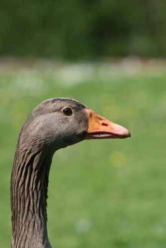Zwierzęta z nowojorskiego zoo