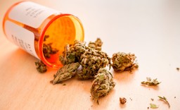 Lecznicza marihuana wreszcie w aptece