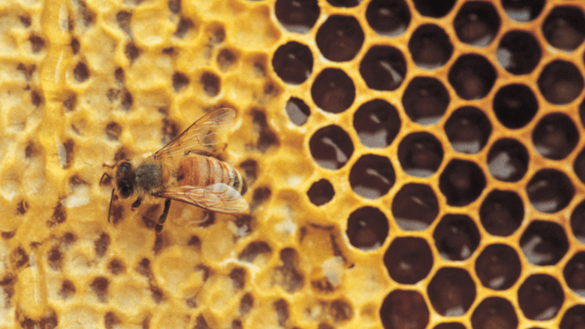 Na Podkarpaciu pierwsze w tym roku obloty pszczół zaobserwowali pszczelarze w okolicach Krosna i Mielca. Zimę pszczoły przetrwały w dobrym stanie-poinformował w piątek prezes Wojewódzkiego Związku Pszczelarzy w Rzeszowie Roman Bartoń.
