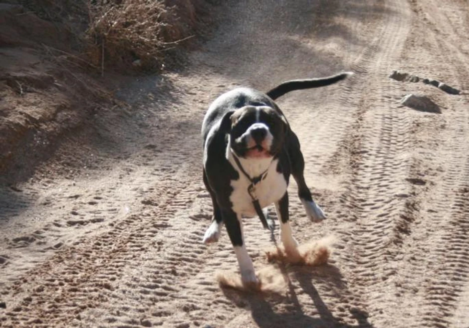 Posle napada na čoveka, konačnu odluku da li će pas biti oduzet od vlasnika donosi sud