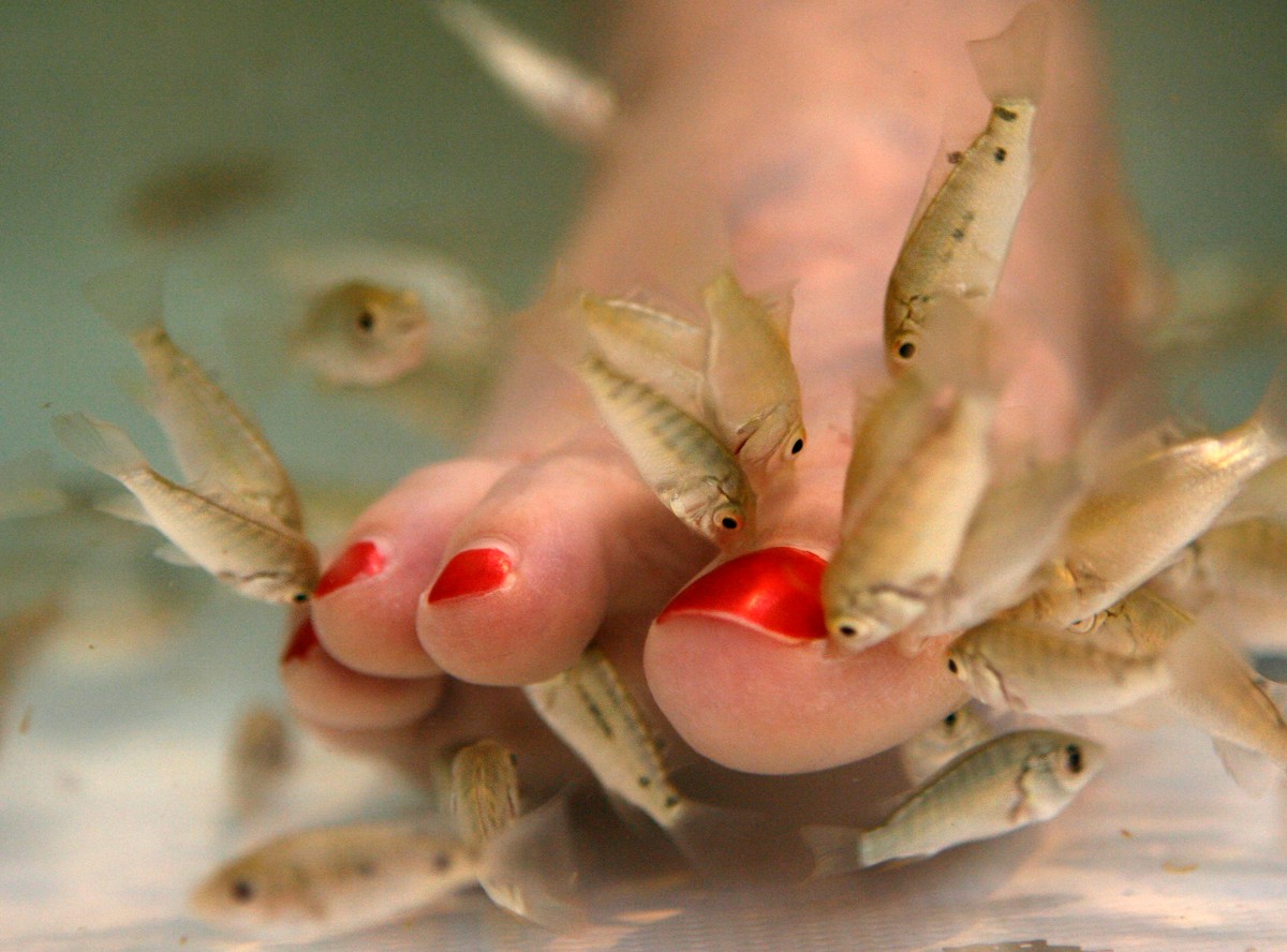 Rybki zrobią pedicure i... zarażą HIV i HCV