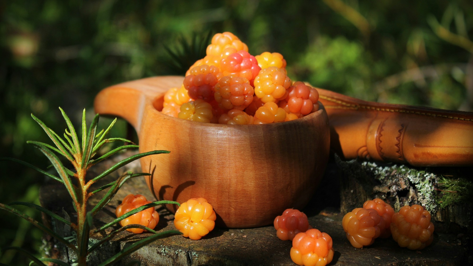 Zrelé oranžovo-jantárové plody morušky (Rubus chamaemorus) medzi zelenými listami. Severská rastlina je známa svojimi výraznými plodmi, ktoré pripomínajú maliny.