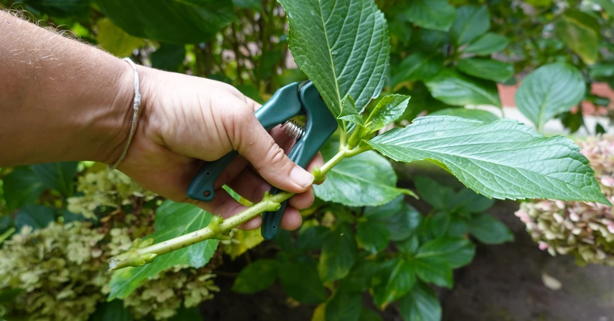 Rozmnażanie hortensji z sadzonek zielonych. Stwórz nowe krzewy ulubionych hortensji za darmo