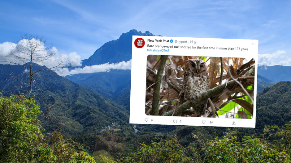 W lasach Mount Kinabalu w Malezji zaobserwowano gatunek sowy, którego nie widziano od 125 lat