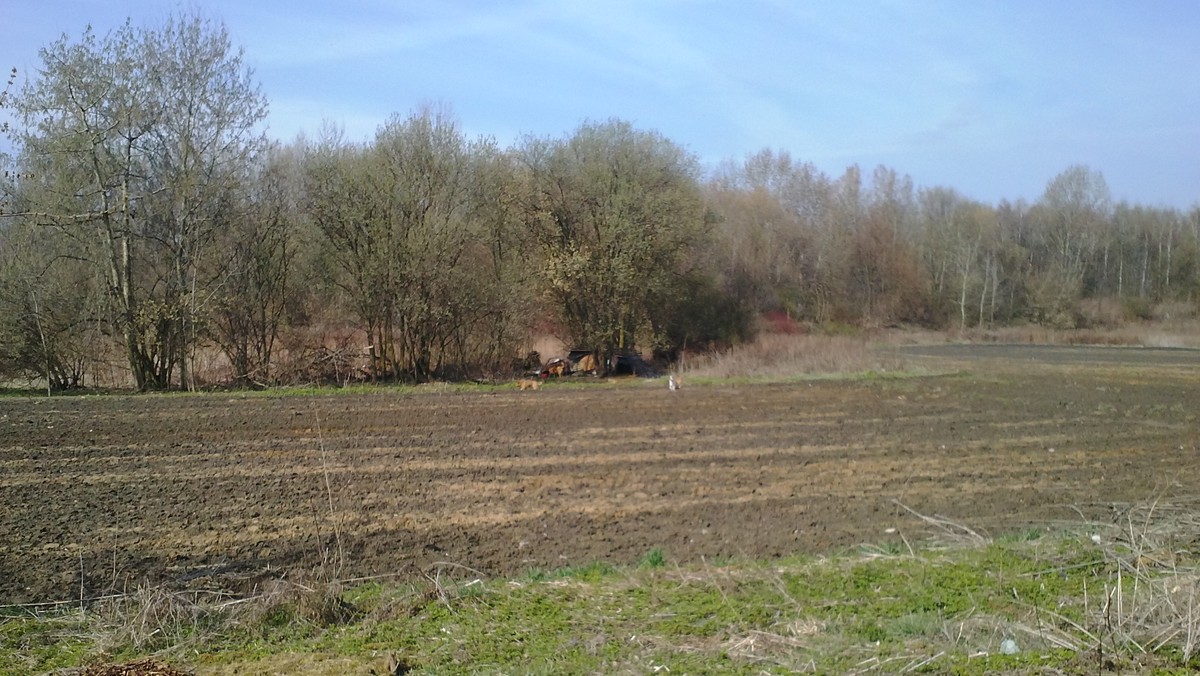 Od kilku tygodni mieszkańcy chorzowskiej dzielnicy Maciejkowice skarżyli się na sforę bezpańskich psów, grasujących w Dolinie Górnika oraz w okolicy Żabich Dołów. Wiele osób zrezygnowało nawet ze spacerów w tej okolicy. Zwierzęta, w opinii mieszkańców, były agresywne i niemalże terroryzowały spacerowiczów. Zwierzęta zostały już złapane przez strażników.