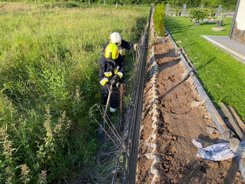 Znaleźli w ogródku gniazdo żmij. Obok bawiły się dzieci