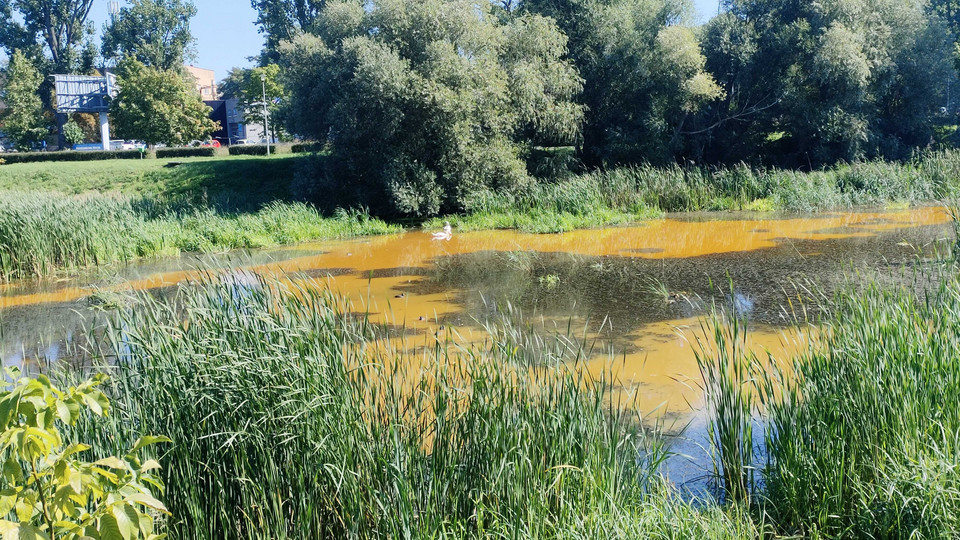 Rdzawy kolor i śnięte ryby w dwóch ciekach wodnych i jeziorze Słoneczne w Szczecinie