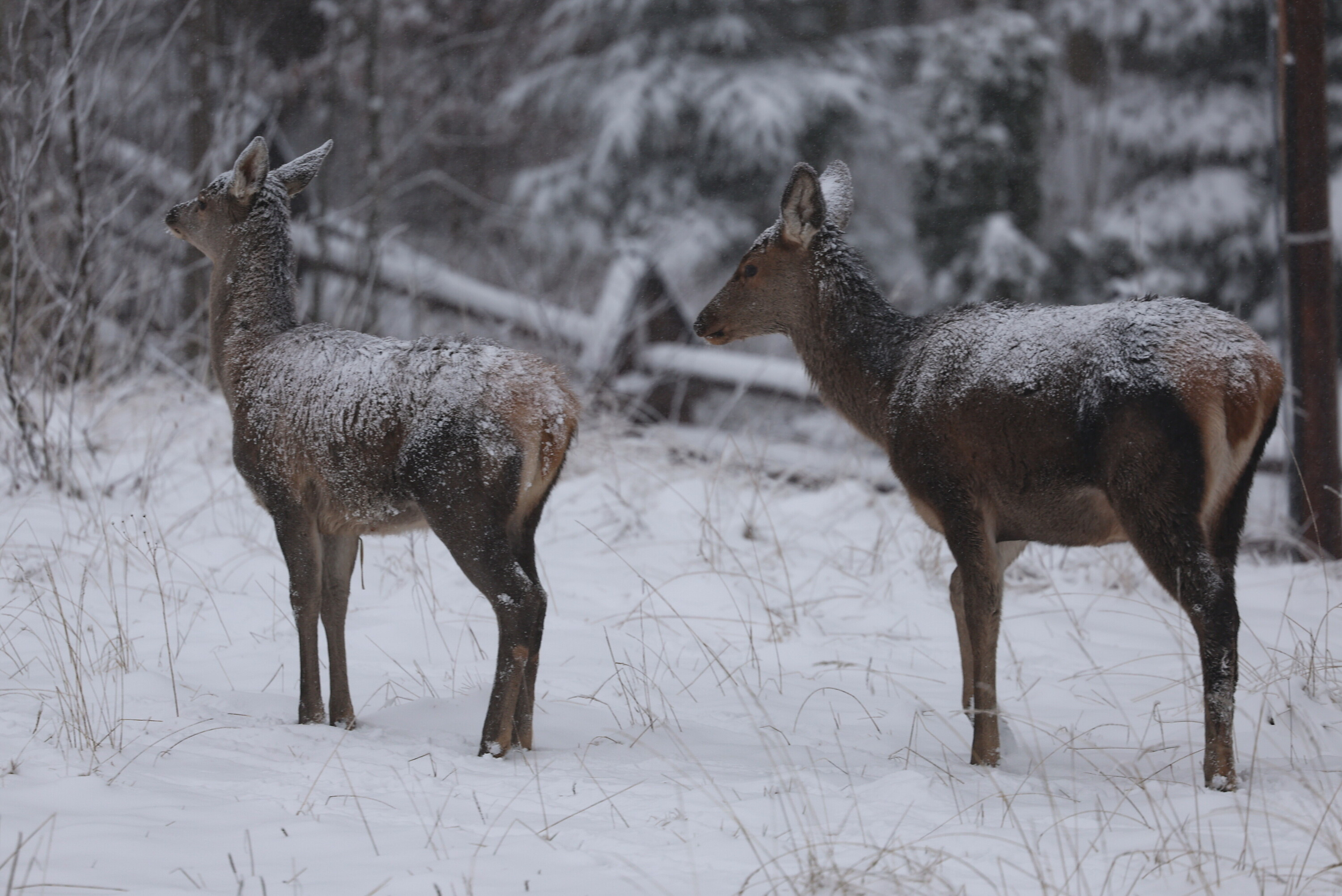 Arktyczny chłód na święta: W Polsce choćby -13°C i silne wiatry