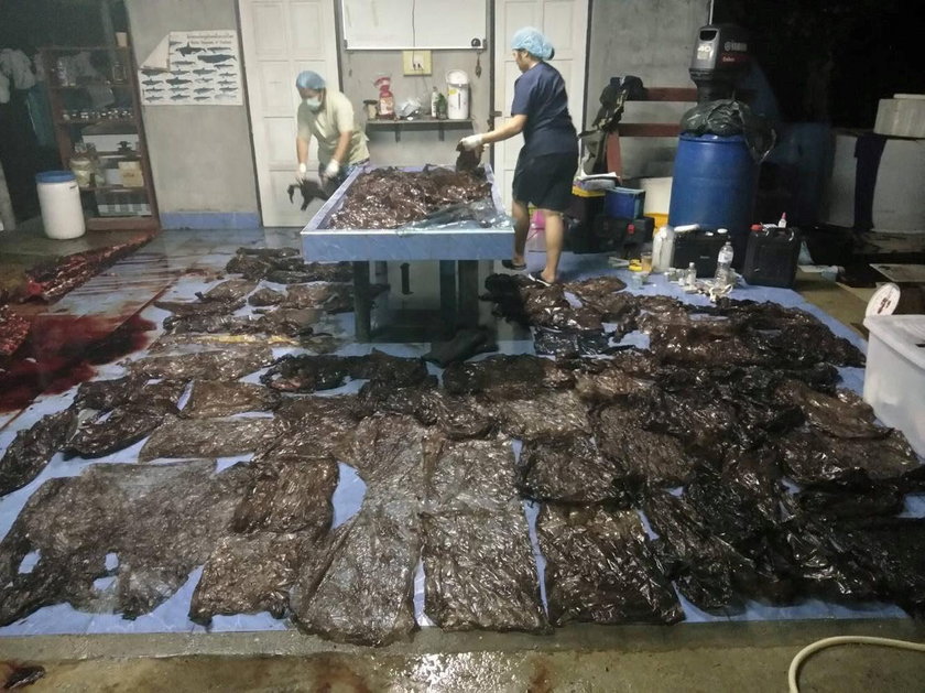 80 plastikowych torebek w brzuchu wieloryba