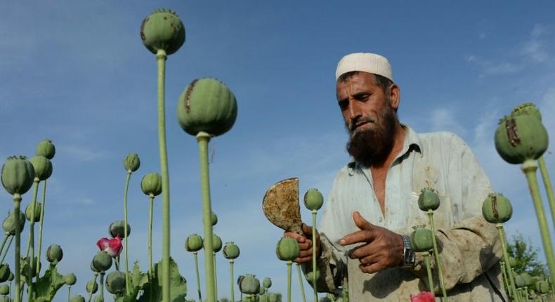 A UN Office on Drugs and Crime report has highlighted a worrying reversal in efforts to combat the scourge of drugs and opium cultivation in Afghanistan