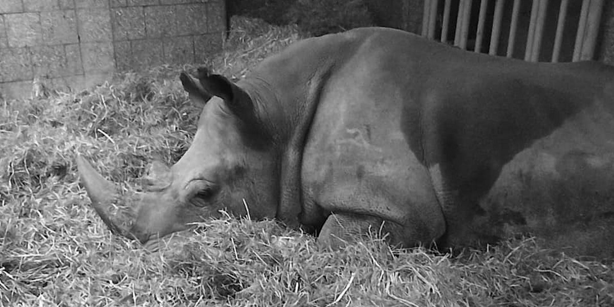 Diuna, nosorożec z poznańskiego zoo.