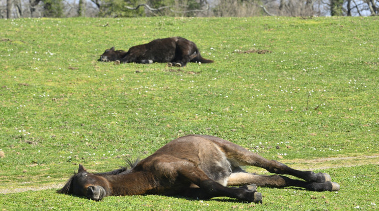 Ezek a lovak vajon elpusztultak? Dehogy, csak a legszebb álmukat álmodják. A közhiedelemmel elletétben a lovak is lefekszenek időnként aludni. És igen jó okuk van erre. / Fotó: NorthFoto