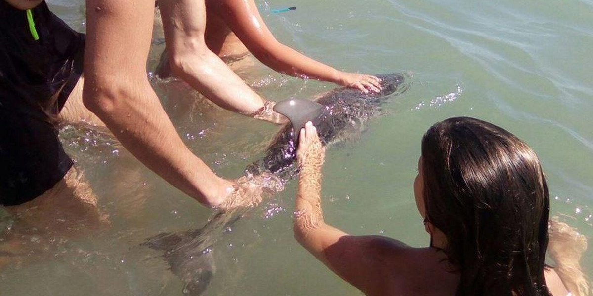 Mały delfin zginął przez selfie. Bezmyślność turystów nie zna granic