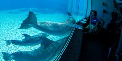 Seria śmierci delfinów. Zamykają wielką atrakcję turystyczną