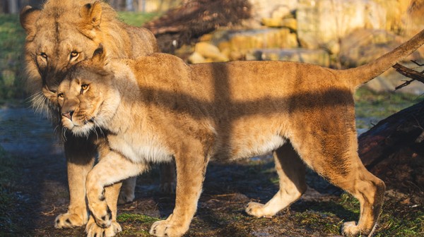 Atrakcji w zoo nie brakuje. Można zobaczyć m.in. lwy