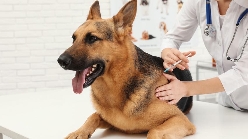 kutya oltás vakcina veszettség ellen vírus