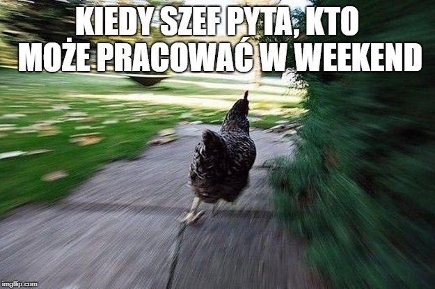 Memy na piątek i weekend