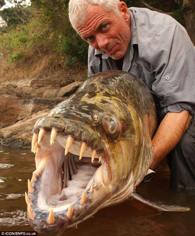 Tigria ryba - má 32 veľmi ostrých zubov a môže vážiť až 49 kilogramov.