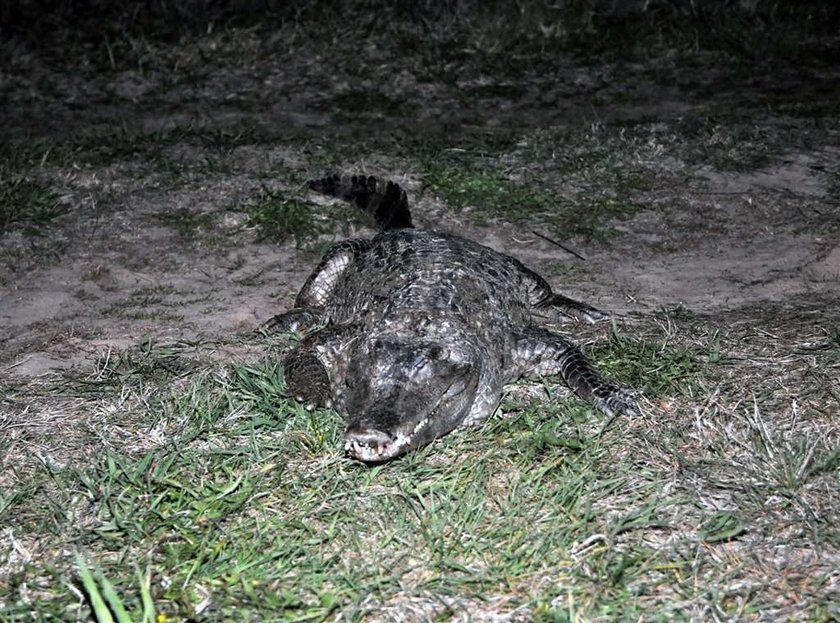 Pan Kaczor wyłowił w Warcie krokodyla