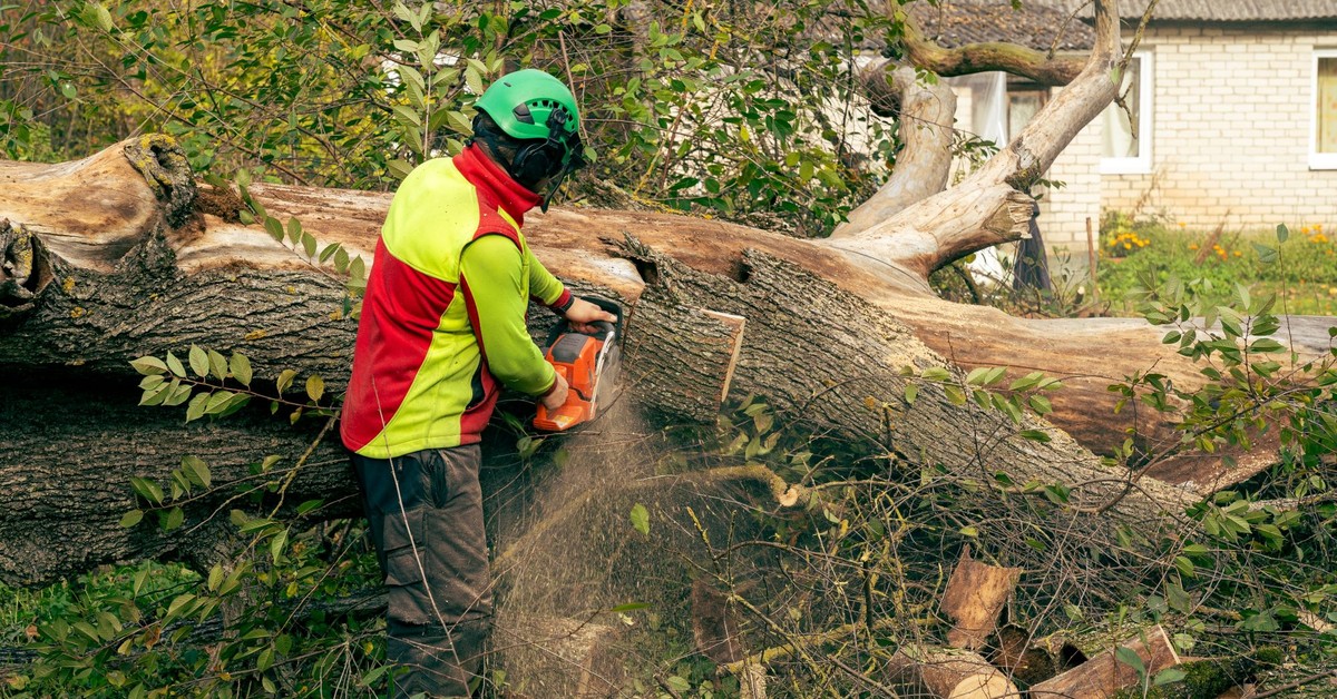 Kara za wycięcie drzewa 2025 - jaka wysokość kary za wycięcie drzewa bez zezwolenia? Jak wyliczyć karę za usunięcie drzewa bez pozwolenia?