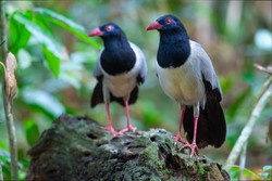 Podchwytliwy QUIZ ortograficzny i ornitologiczny w jednym. 10/10 dla orłów