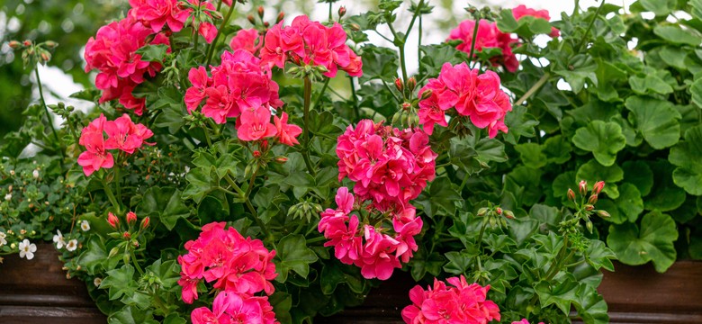 Błędy w nawożeniu pelargonii. Czego unikać, aby cieszyć się pięknymi kwiatami przez całe lato?