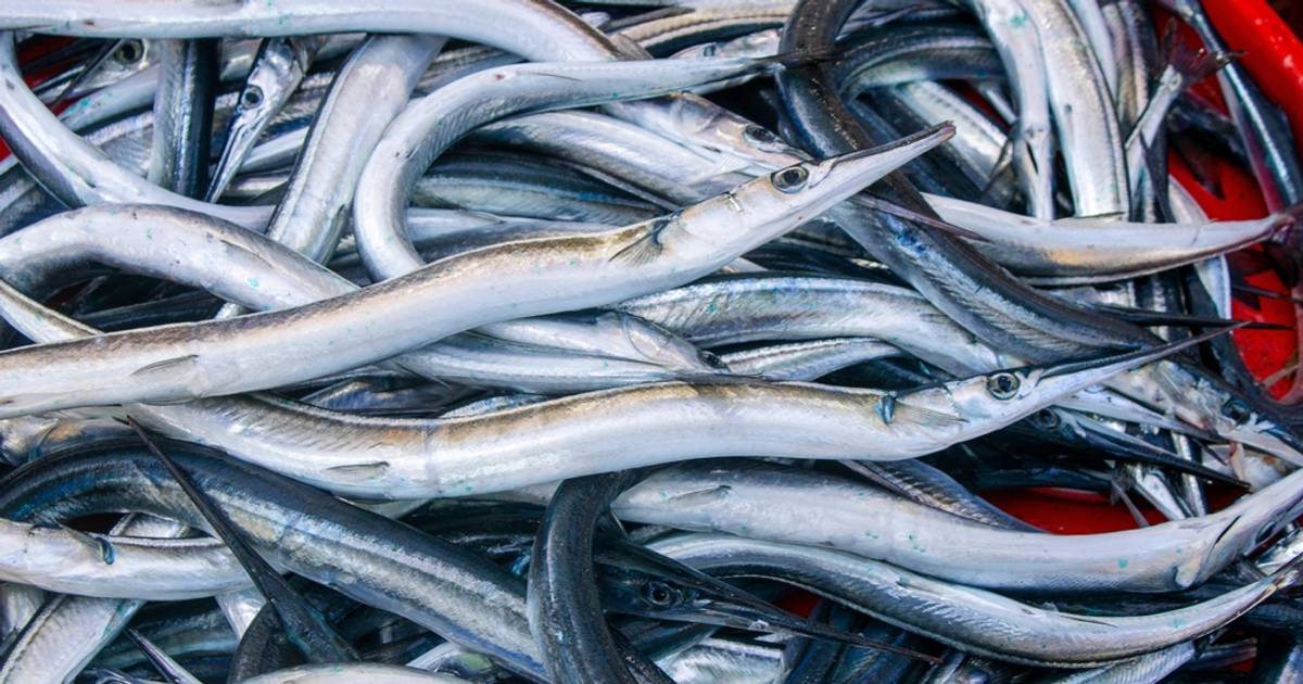 Jedna z najzdrowszych i niedocenianych ryb Bałtyku. Właśnie trwa na nią sezon