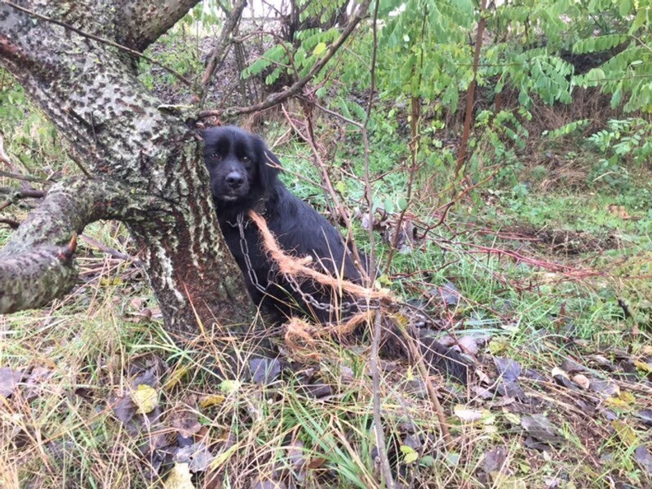Srećko je nađen vezan lacima na periferiji Subotice