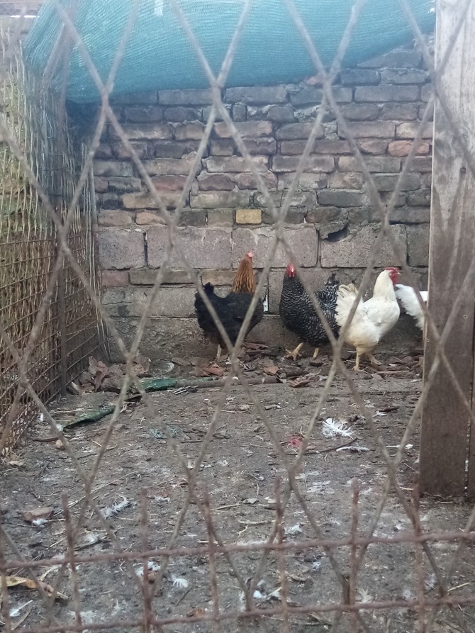 Čuvaju se i kokoške za sveža domaća jaja