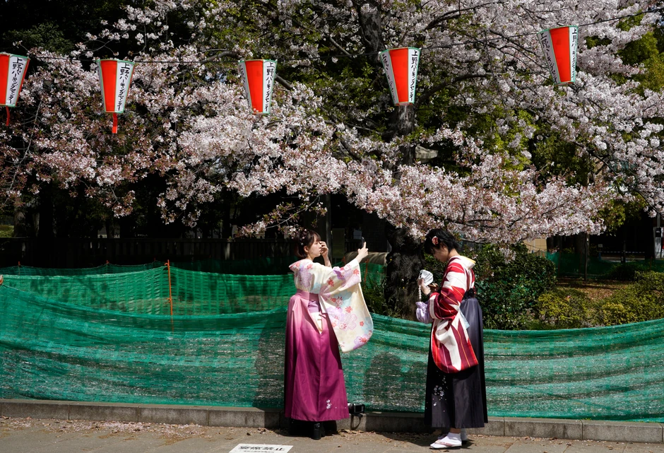 Cvetanje trešnji u Japanu - Tokio