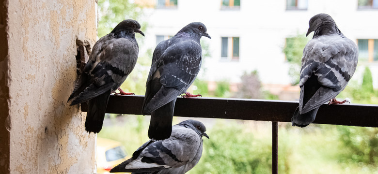 Dodaj do wody ten składnik i spryskaj balkon. Ten babciny trik na gołębie działa