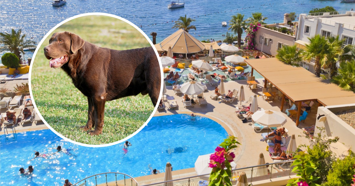 Gdy dojechali do hotelu, usłyszeli druzgocące słowa. "Wyrzucili nas!". A poszło o kilogramy…