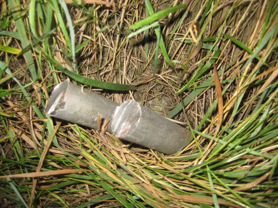 Lopovi nekad odseku "plen" najobičnijim bonsecima