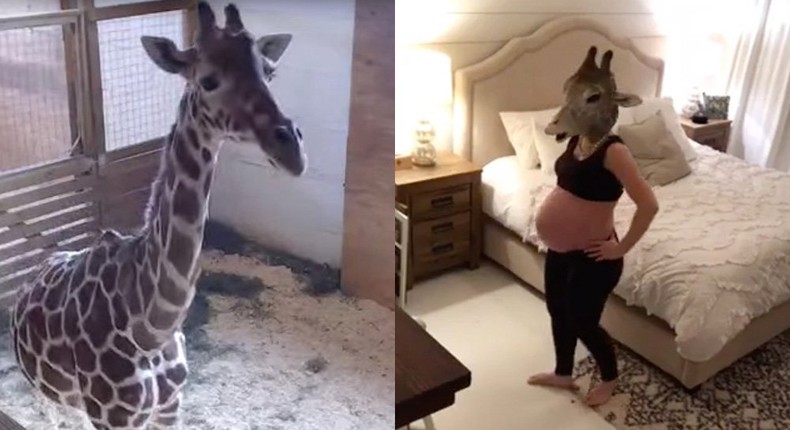 Pregnant woman impersonates April the Giraffe in hilarious video