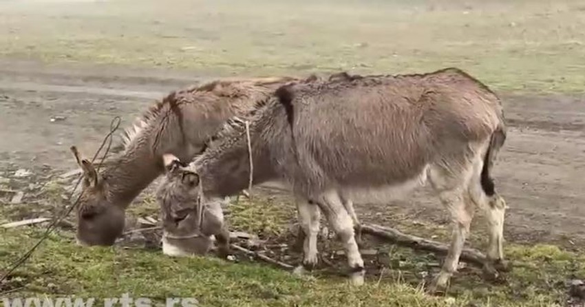Lukovići sa Golije žive u potpunoj divljini