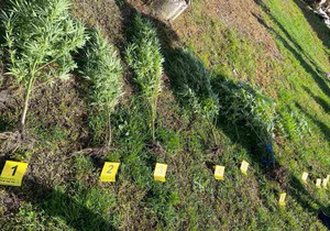 Zaplena droge u Beogradu