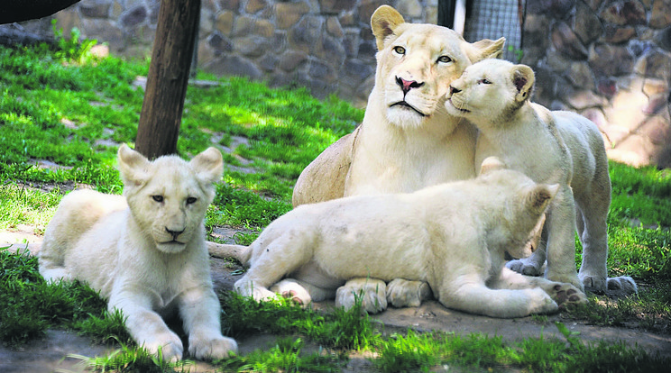 A fehér oroszlán kölykök nevét az állatpark Facebook oldalának
látogatói javasolták /Fotó: Nyíregyházi Állatpark