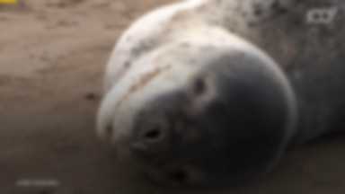 Rzadka foka utknęła na argentyńskiej plaży. Uratowali ją ludzie