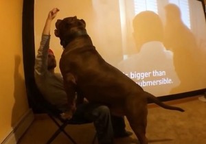 571696_hulk-pitbul-foto-youtube-darkdynastyk9s