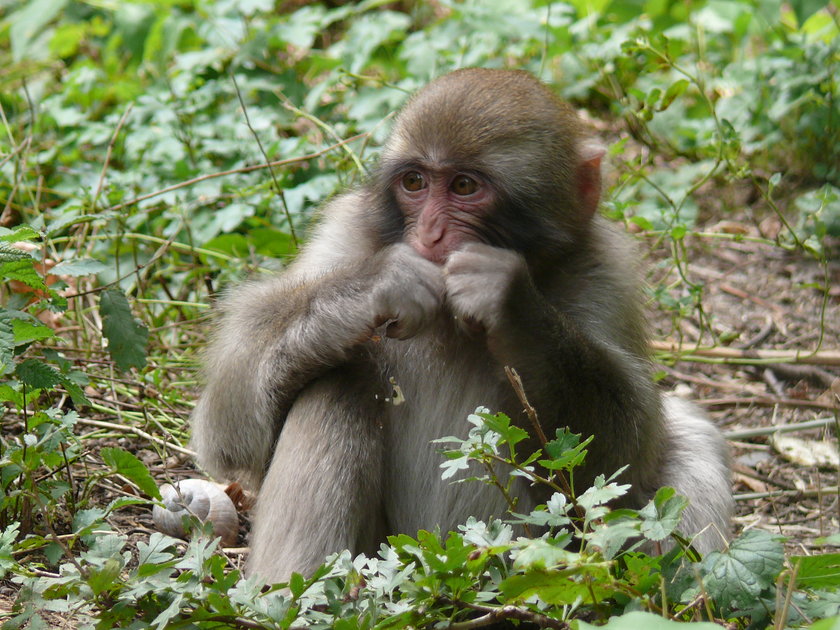 Zabawy makaka z poznańskiego zoo