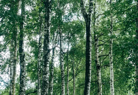 Sok z tego drzewa wzmocni skórę, włosy i nie tylko. Co jeszcze potrafi oskoła? 