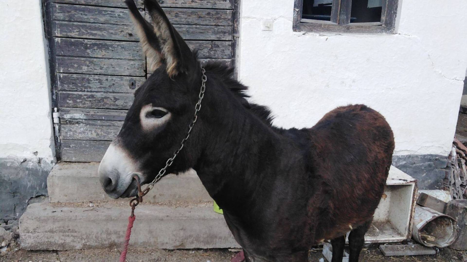 Dečak iz Banatske Topole je tri godine štedeo da kupi magarca - danas mu je Šuca najbolji prijatelj