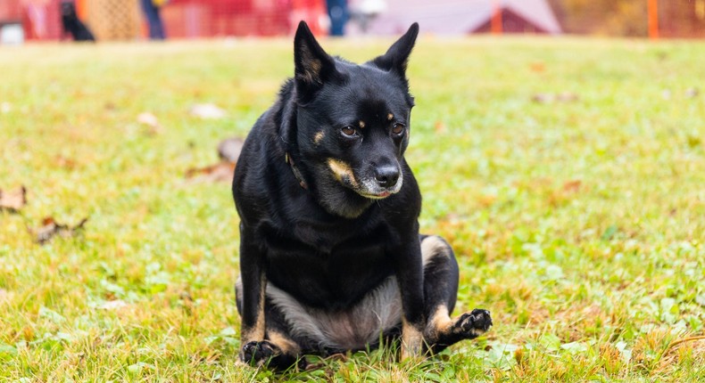 Butt scooting isn't a problem if it's intermittent but if it's frequent, you should call your dog's vet.Petesphotography/Getty Images