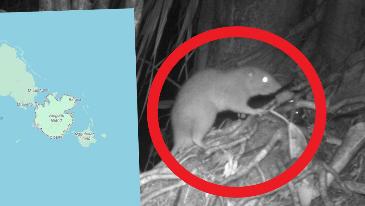 Gigantyczny szczur z Vangunu naprawdę istnieje