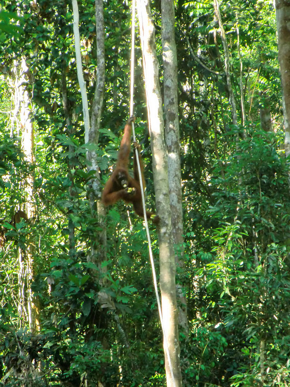 Borneo, Semenggoh Wildlife Centre