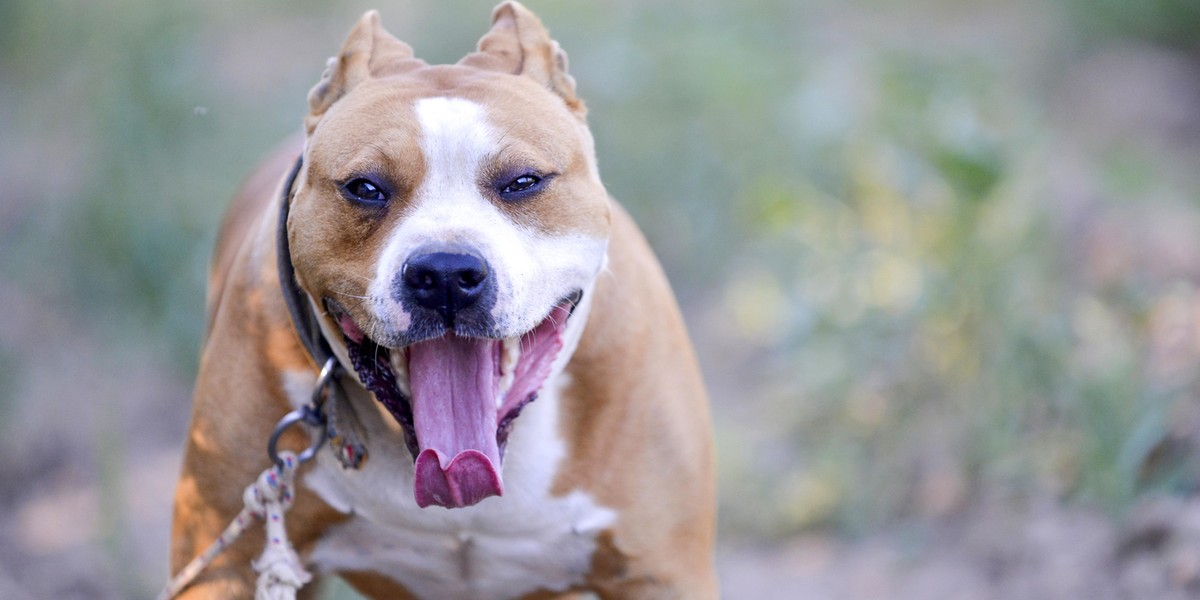 Horror na placu zabaw. Amstaff zaatakował bawiące się dzieci