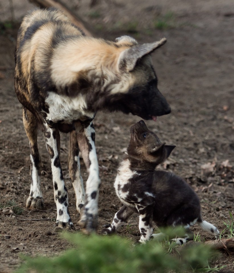 Młode likaony we wrocławskim zoo