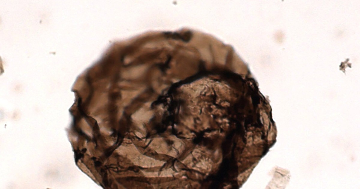 FUNGUS 完売間近！！ FUNGUS 完売間近！！ Scientists found a billion-year-old fungus